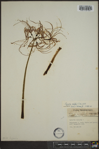 Lycoris radiata image