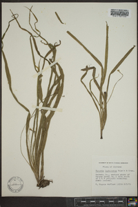 Hypoxis leptocarpa image