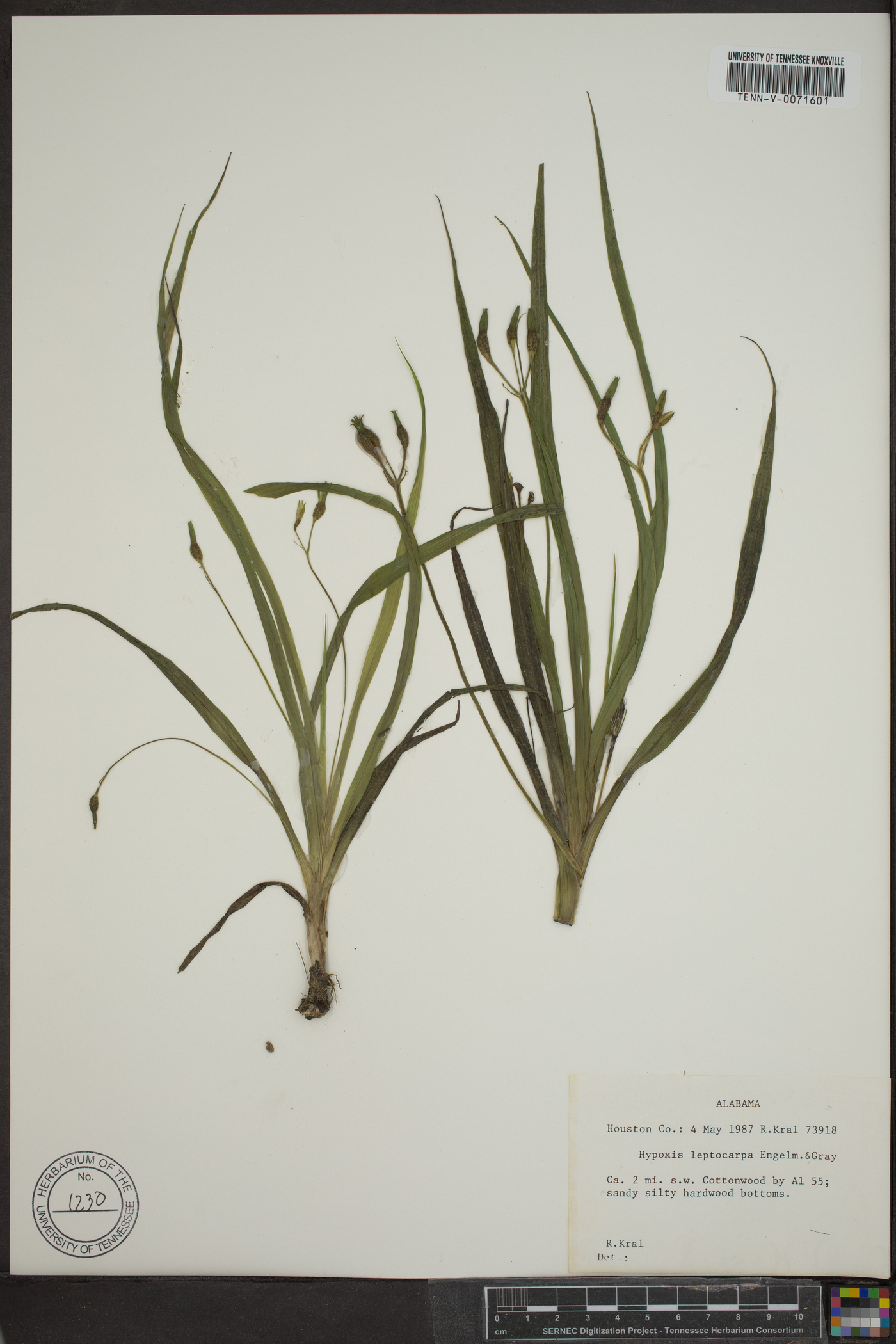 Hypoxis leptocarpa image