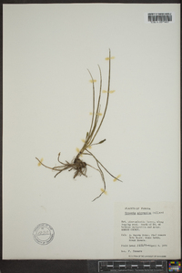 Hypoxis micrantha image