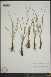 Hypoxis rigida image