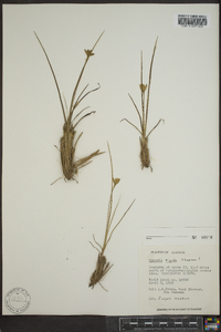 Hypoxis rigida image