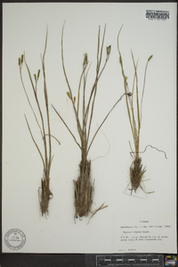 Hypoxis rigida image