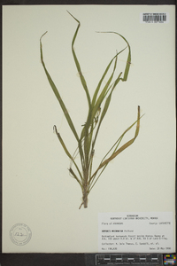 Hypoxis micrantha image