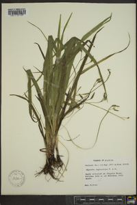 Hypoxis leptocarpa image