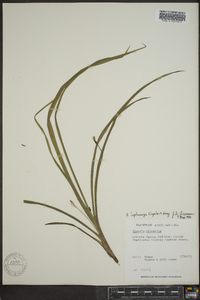 Hypoxis leptocarpa image