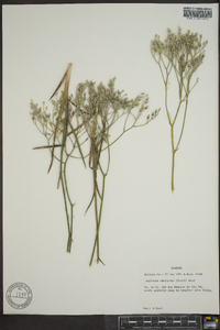 Lophiola americana image