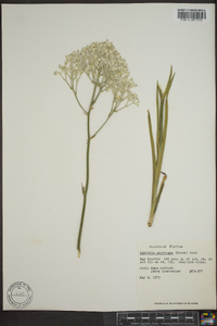 Lophiola americana image