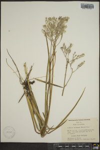 Lophiola americana image