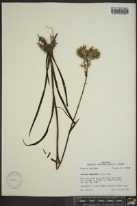 Lophiola americana image