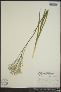 Lophiola americana image