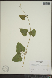 Dioscorea polystachya image