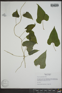 Dioscorea polystachya image