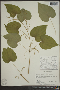 Dioscorea villosa var. villosa image