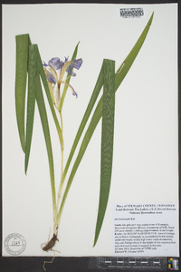 Iris brevicaulis image