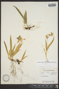 Iris cristata image