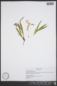 Iris cristata image