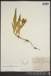 Iris cristata image