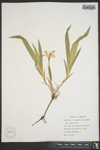 Iris cristata image