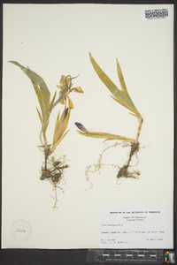 Iris cristata image