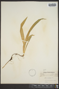 Iris cristata image