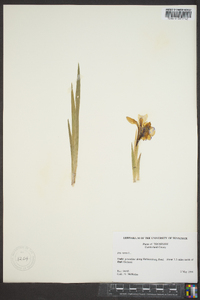 Iris verna image