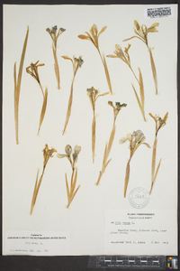 Iris verna image