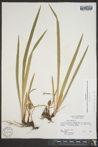 Iris verna image