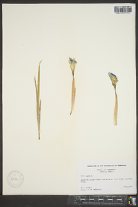 Iris verna image