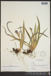 Iris verna image
