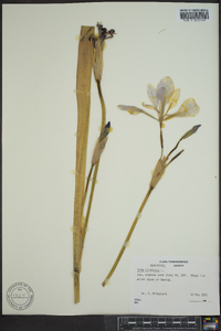 Iris virginica image