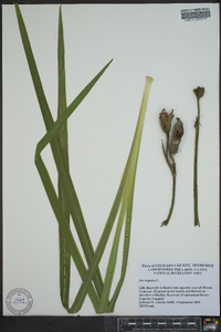 Iris virginica image