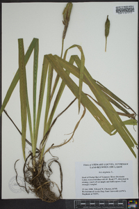 Iris virginica image