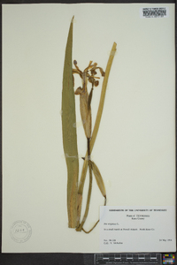 Iris virginica image