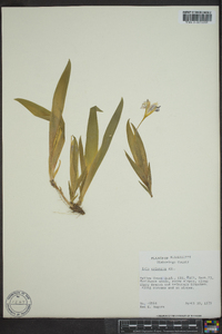 Iris cristata image