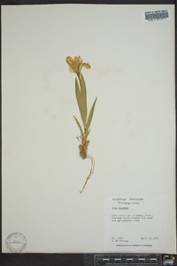 Iris cristata image