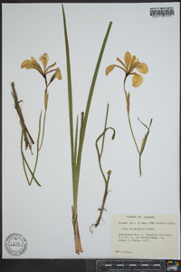 Iris prismatica image