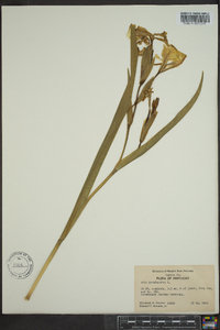 Iris prismatica image