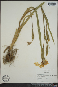 Iris pseudacorus image