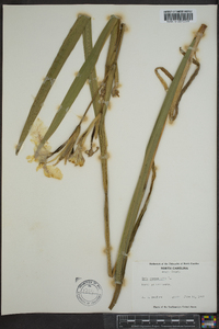 Iris pseudacorus image