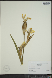 Iris pseudacorus image