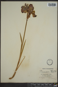 Iris sibirica image