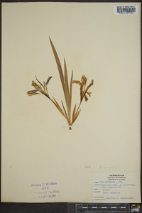 Iris verna image