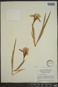 Iris verna image