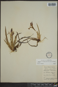 Iris verna var. smalliana image