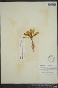 Iris verna var. smalliana image