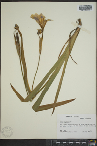 Iris virginica image