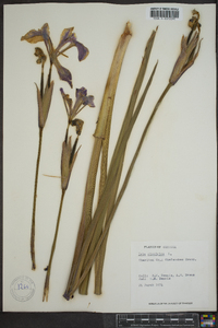 Iris virginica image