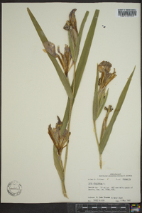 Iris virginica image