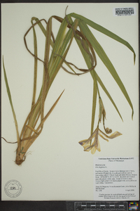 Iris virginica image